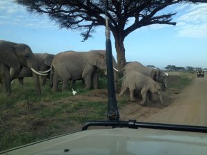 A 4x4 Jeep is the best safari vehicle to hire in Kenya.